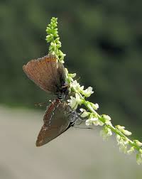 Attēlu rezultāti vaicājumam “Satyrium ilicis underside”