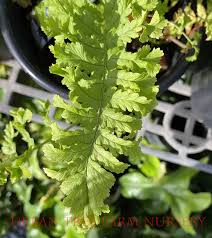 Attēlu rezultāti vaicājumam “Dryopteris cristata”