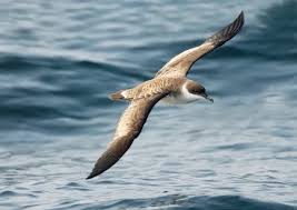Image result for Puffinus gravis
