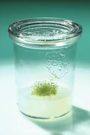 Attēlu rezultāti vaicājumam “Aulacomnium androgynum sporophyte”