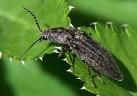 Attēlu rezultāti vaicājumam “Actenicerus sjaelandicus”