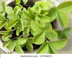 Attēlu rezultāti vaicājumam “Fragaria moschata leaf”