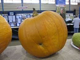 Attēlu rezultāti vaicājumam “Cucurbita pepo fruit”