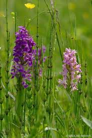 Attēlu rezultāti vaicājumam “Dactylorhiza majalis subsp. baltica flower”