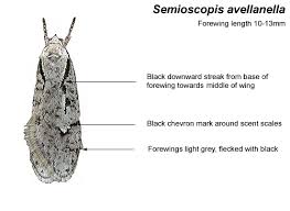 Attēlu rezultāti vaicājumam “Semioscopis oculella”