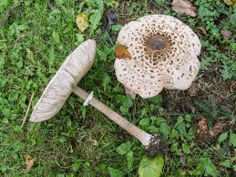 Attēlu rezultāti vaicājumam “Macrolepiota”