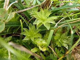 Attēlu rezultāti vaicājumam “Rhodobryum roseum”