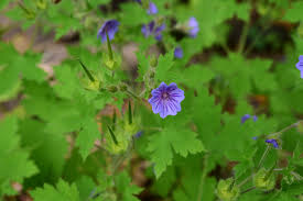Attēlu rezultāti vaicājumam “Geranium bohemicum flower”