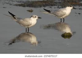 Image result for Gelochelidon nilotica