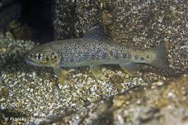 Image result for Salmo macrostigma