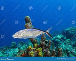 Image result for Caranx ruber