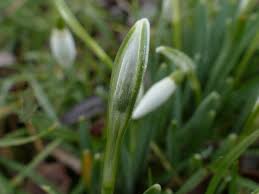 Attēlu rezultāti vaicājumam “Galanthus nivalis bud”