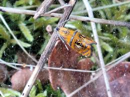 Attēlu rezultāti vaicājumam “Olethreutes arcuella”