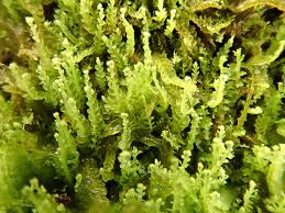 Attēlu rezultāti vaicājumam “Odontoschisma sphagni”