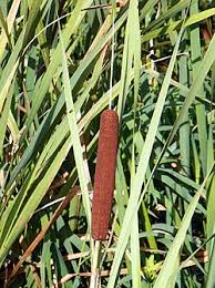 Attēlu rezultāti vaicājumam “Typha angustifolia  leaf”