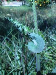 Attēlu rezultāti vaicājumam “Sonchus asper leaf”