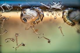 Attēlu rezultāti vaicājumam “Culex pipiens larva”