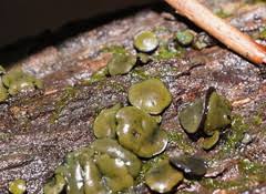 Attēlu rezultāti vaicājumam “Chlorencoelia versiformis”