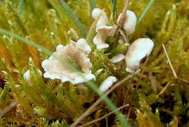 Attēlu rezultāti vaicājumam “Arrhenia retiruga”