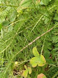 Attēlu rezultāti vaicājumam “Achillea millefolium leaf”