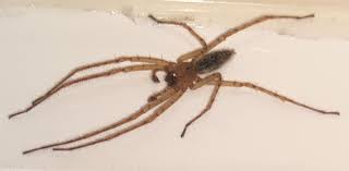 Attēlu rezultāti vaicājumam “Anyphaena accentuata male”