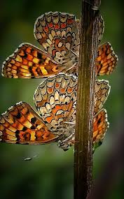 Attēlu rezultāti vaicājumam “Melitaea phoebe upperside”
