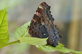 Attēlu rezultāti vaicājumam “Nymphalis polychloros upperside”