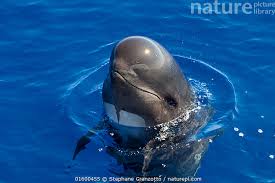 Image result for Globicephala melas