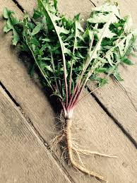 Attēlu rezultāti vaicājumam “Taraxacum officinale aggr. leaf”
