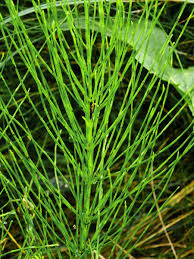 Attēlu rezultāti vaicājumam “Equisetum palustre”