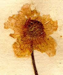 Attēlu rezultāti vaicājumam “Ranunculus cassubicus”