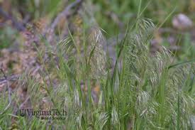 Attēlu rezultāti vaicājumam “Anisantha tectorum fruit”