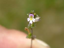 Attēlu rezultāti vaicājumam “Euphrasia”