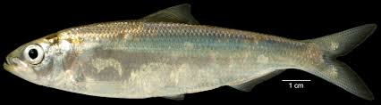Image result for Alosa chrysochloris