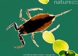 Attēlu rezultāti vaicājumam “Nepa cinerea”