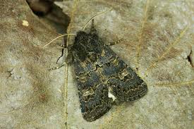 Attēlu rezultāti vaicājumam “Tholera cespitis”