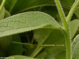 Attēlu rezultāti vaicājumam “Symphytum officinale leaf”