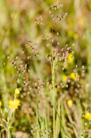 Attēlu rezultāti vaicājumam “Briza media fruit”