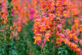 Image result for Antirrhinum majus
