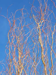 Attēlu rezultāti vaicājumam “Salix alba var. vitellina”