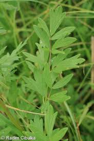 Attēlu rezultāti vaicājumam “Thalictrum flavum fruit”