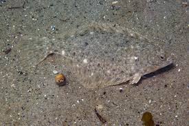 Image result for Pseudopleuronectes americanus
