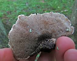 Attēlu rezultāti vaicājumam “Inonotus leporinus”