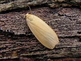 Attēlu rezultāti vaicājumam “Eilema griseola larva”