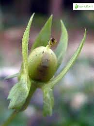 Attēlu rezultāti vaicājumam “Viola arvensis bud”