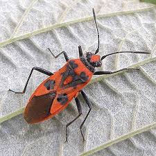 Attēlu rezultāti vaicājumam “Corizus hyoscyami imago”