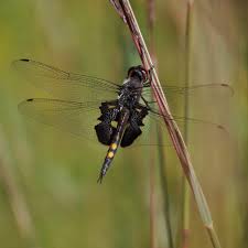 Attēlu rezultāti vaicājumam “Cordulidae”