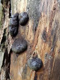 Attēlu rezultāti vaicājumam “Amaurochaete sp.”