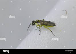 Attēlu rezultāti vaicājumam “Rhogogaster picta”