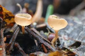 Attēlu rezultāti vaicājumam “Ciboria amentacea”